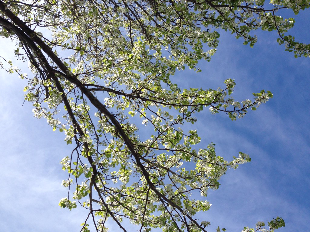 Spring Things to Do in London: Fresh Air, Blossoms and a Pint of Joy
