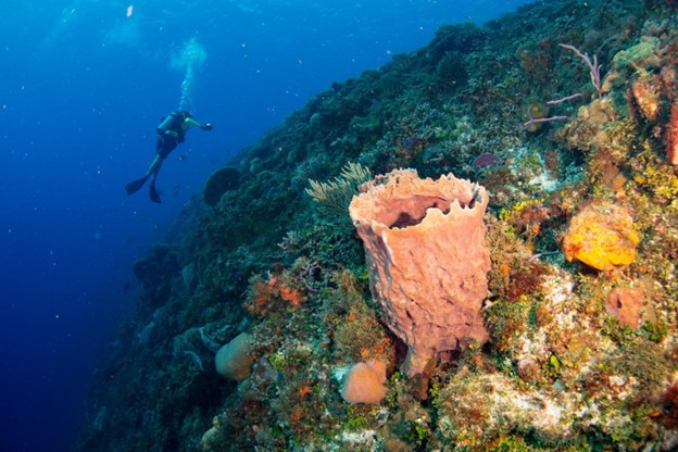 Secrets of the Sea: Fascinating Facts About Natural Sea Sponges