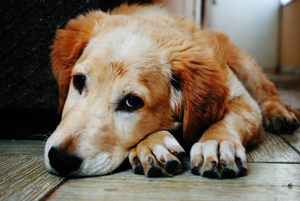 How to Determine if a Dog is Friendly or Aggressive
