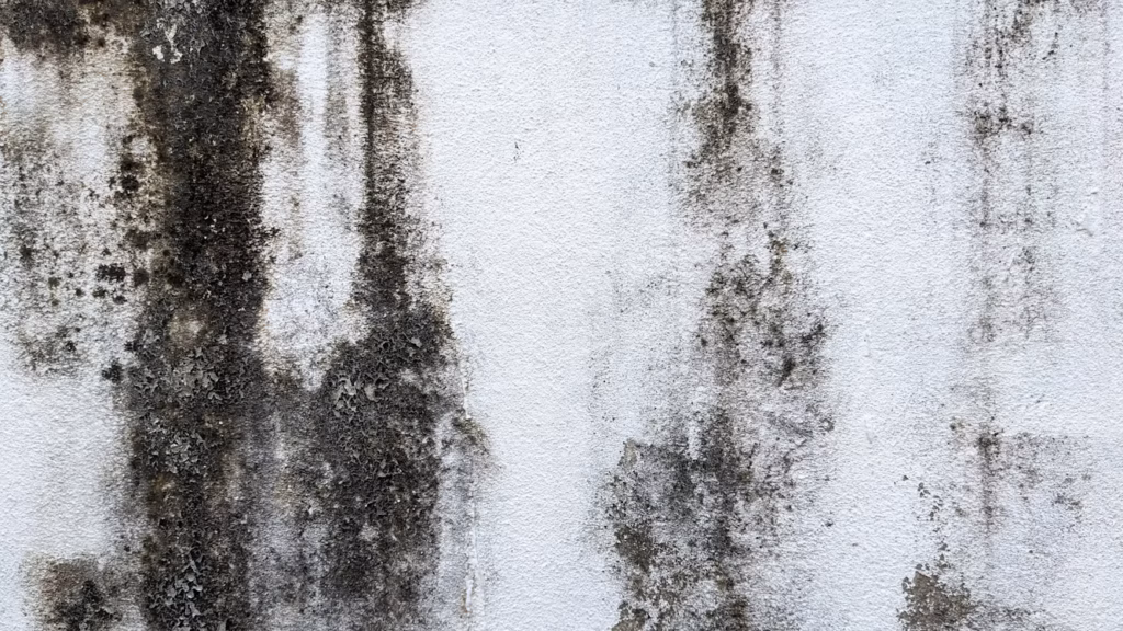 Effective Mold Removal Techniques for a Healthier Home
