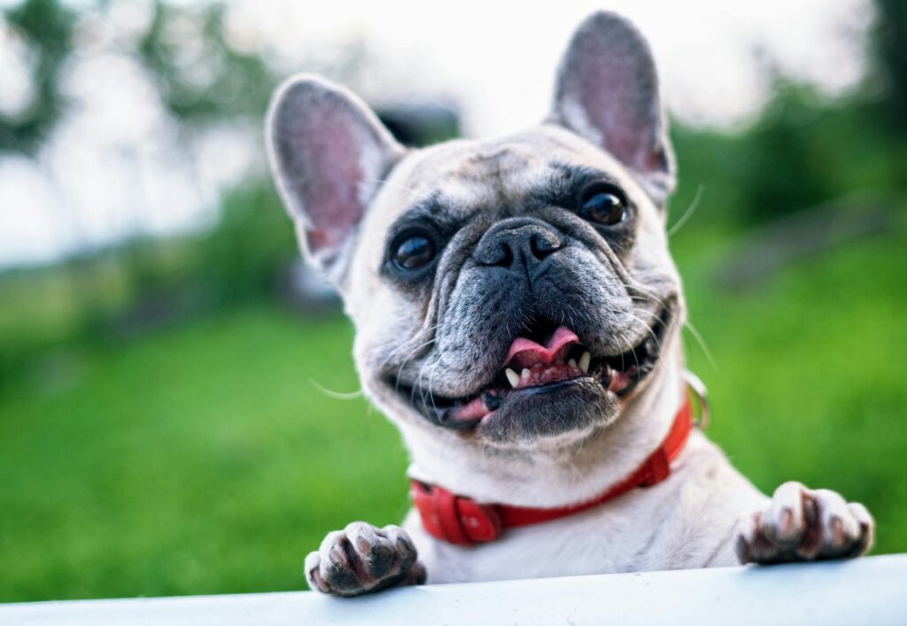 Hosting a Neighborhood “Yappy Hour” for Dog Owners
