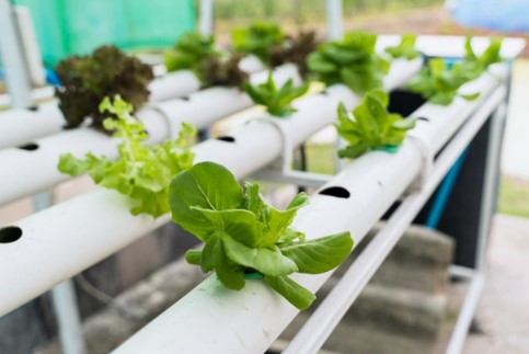 Why Hydro Garden Kits Are Booming in Home Wellness Markets 