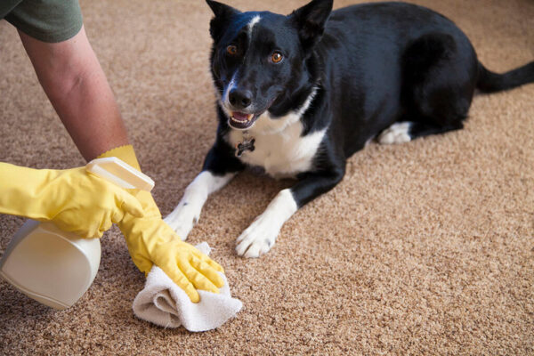 Pet Stain Removal and Upholstery Cleaning: Essential Tips for a Cleaner Home 